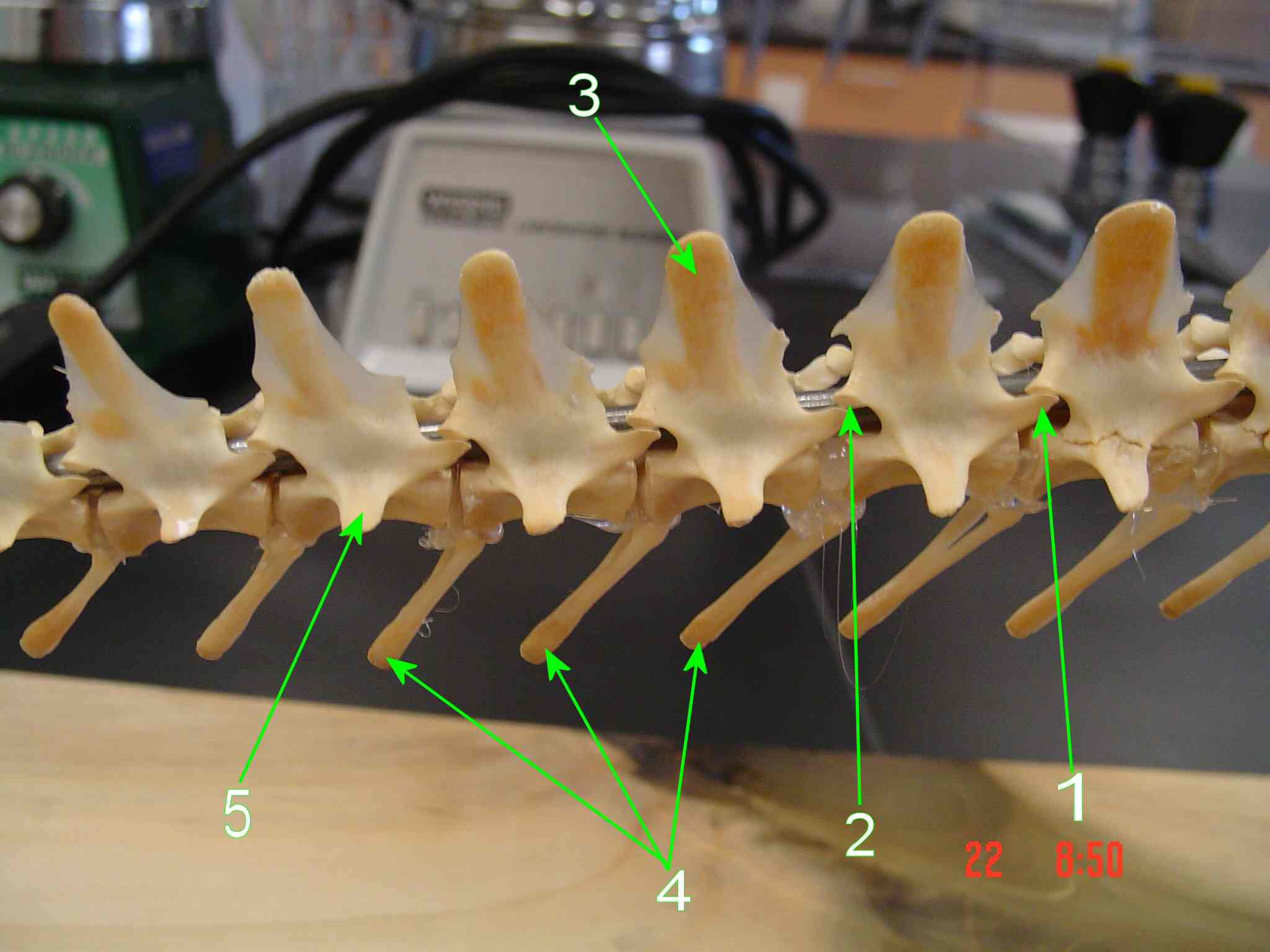 The Caudal Vertebrae the-caudal-vertebrae